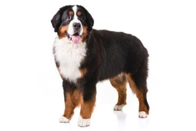 Largest Dog Breeds – American Kennel Club