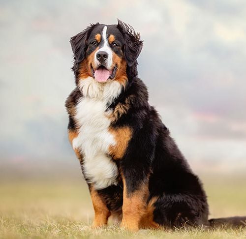 where do bernese mountain dogs like to be pet 2