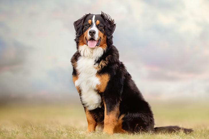 Bernese Mountain Dog sitting in a field outdoors.