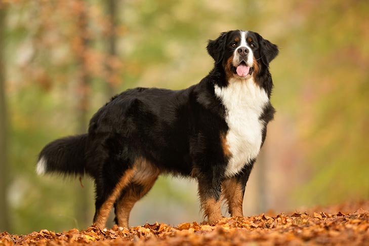 Bernese Mountain Dog standing in fall leaves.