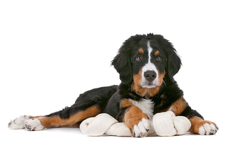 Bernese Mountain Dog puppy with a large rawhide bone.