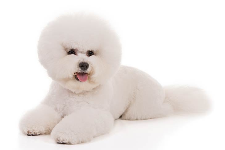 Bichon Frise Shedding: How Much Does The Bichon Frise Shed?  