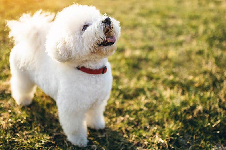best dog breeds for people with allergies