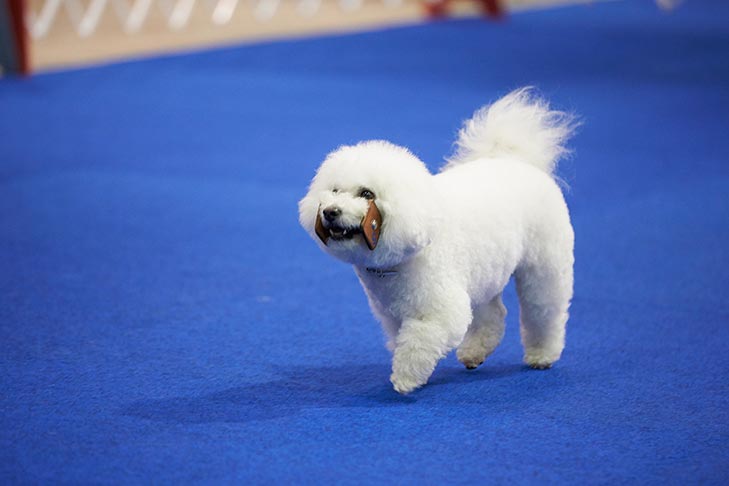 Bichon Frise at the National Obedience Championship.