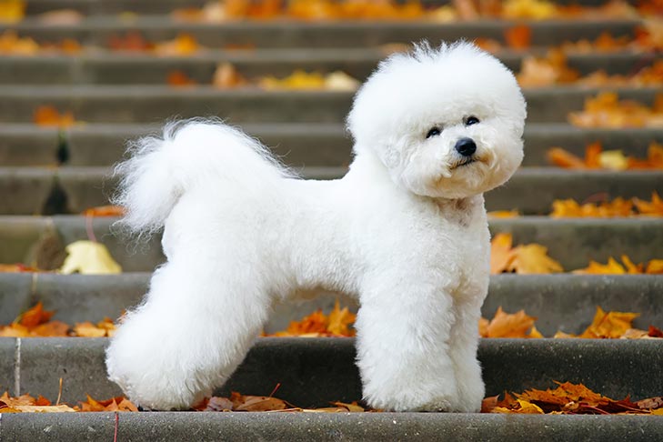 Bichon Frise standing on a stone step in the fall.