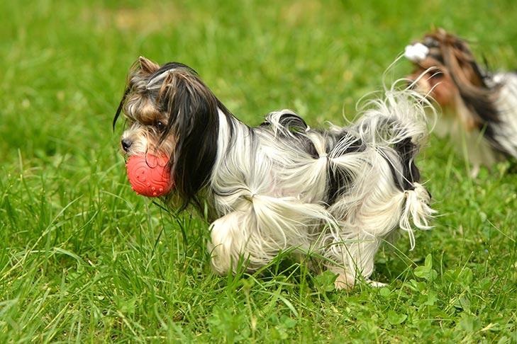 Biewer Terrier running in the grass with a ball.