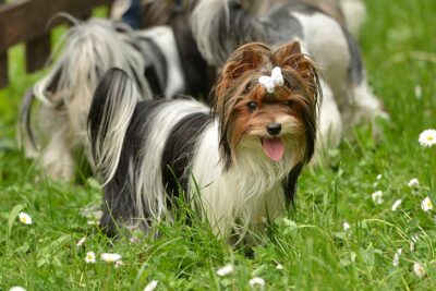 Biewer Terrier standing in the grass.