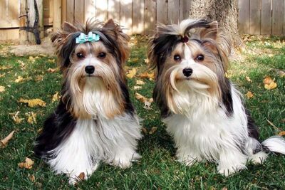 Biewer Terriers sitting in the yard in the fall.
