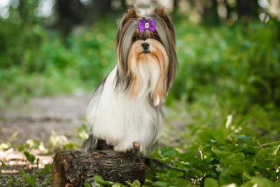 Biewer Terrier standing on a small log outdoors.