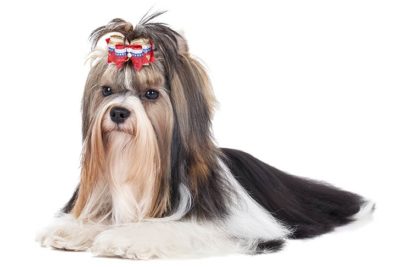Biewer Terrier lying in three-quarter view.