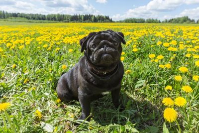 Black Pug sitting in a field of dandelions.