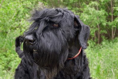 Black Russian Terrier head portrait outdoors.