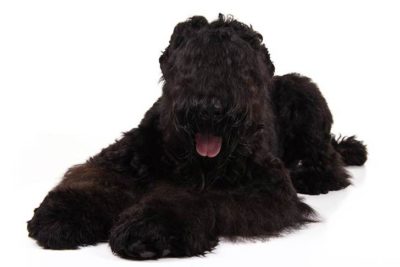 Black Russian Terrier lying in three-quarter view facing forward.