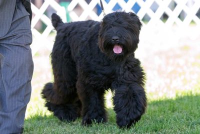 Black Russian Terrier in conformation.