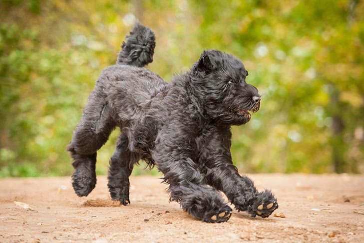 Black Russian Terrier playing outdoors.