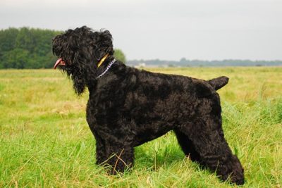 Black Russian Terrier standing in a field.