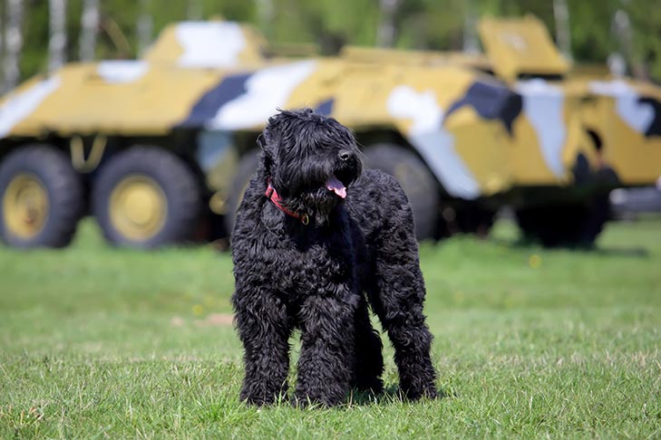 Black Russian Terrier standing outdoors near military vehicles.