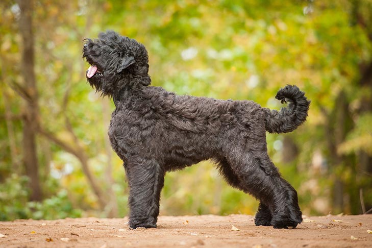 Black Russian Terrier standing stacked outdoors with an undocked tail.
