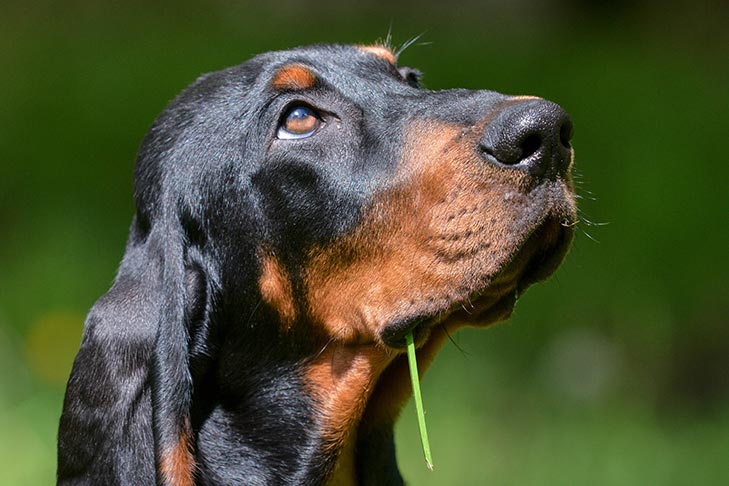 Black and Tan Coonhound head portrait outdoors.