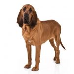 Bloodhound standing in three-quarter view facing forward