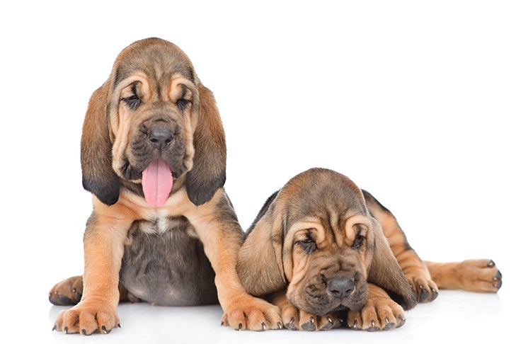 Bloodhound puppies together on a white background.