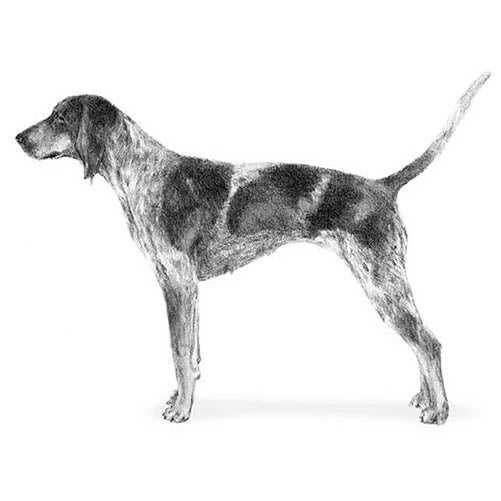 bluetick hound