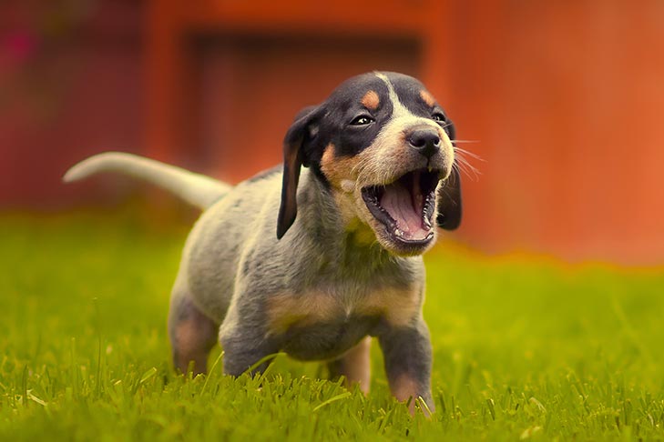 Bluetick Coonhound puppy yelping outdoors in the grass.
