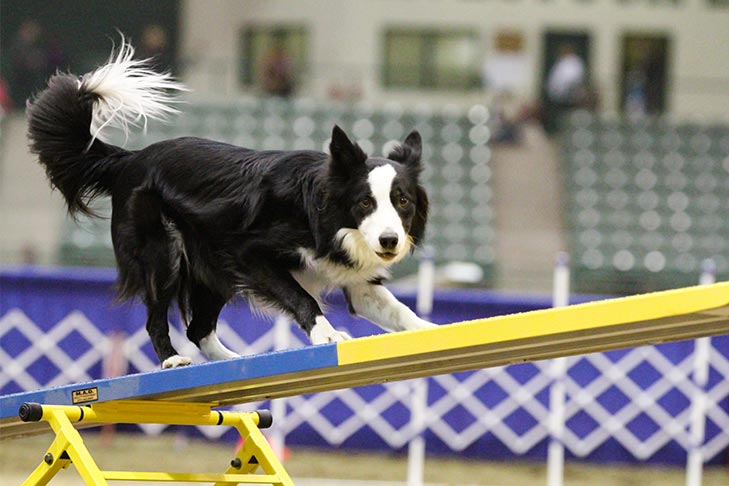 Border Collie on the seesaw in agility.