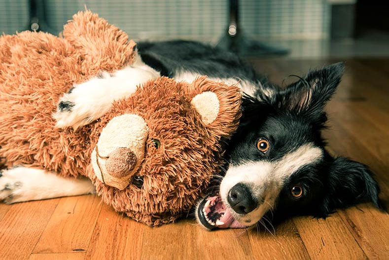 Why Do Dogs Love Toys?