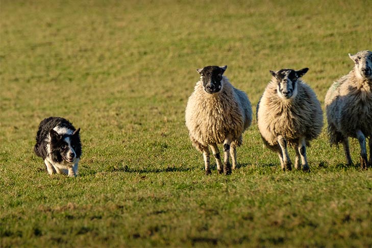 Border Collie herding sheep in a field.