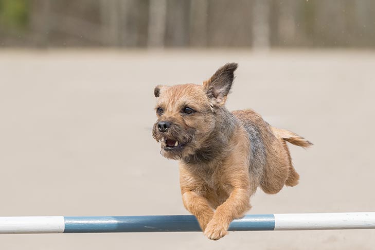 Border Terrier leaping over an agility jump.