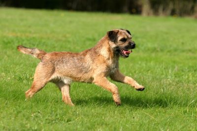Border Terrier running in the grass.