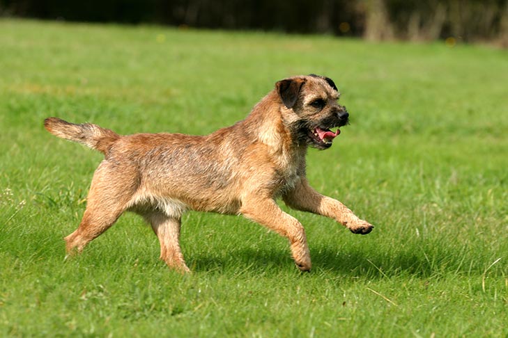 Border Terrier running in the grass.