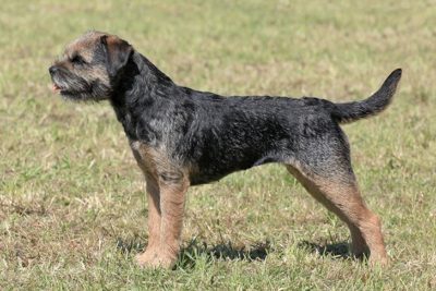 Border Terrier standing stacked outdoors.