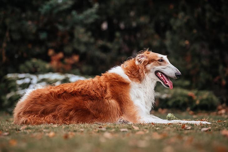 8 Fun Facts About The Borzoi â€“ American Kennel Club