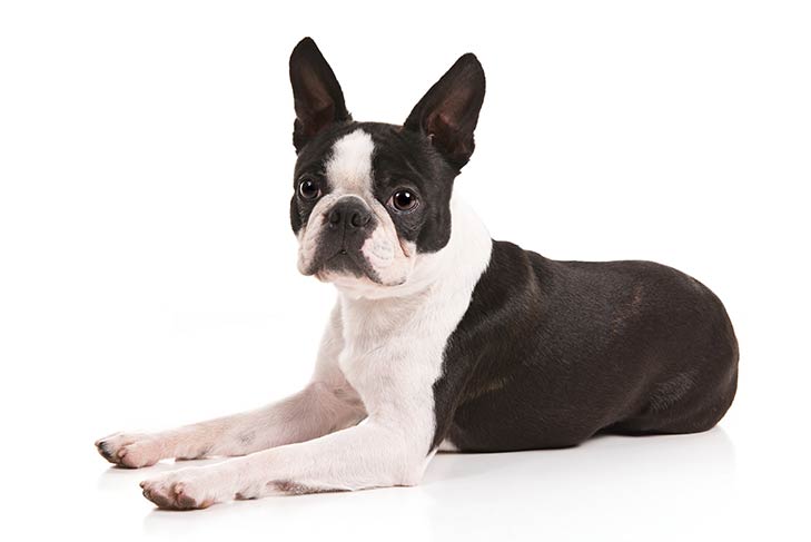how old does your boston terrier have to be to breed?