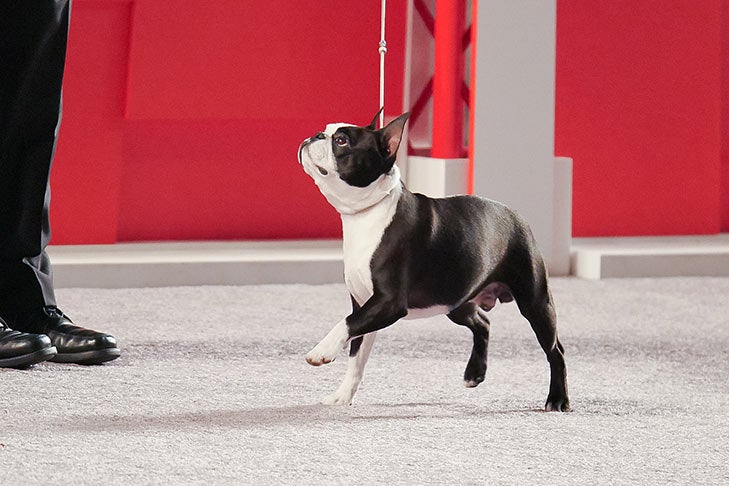 Boston Terrier at the 2016 AKC National Championship presented by Royal Canin.