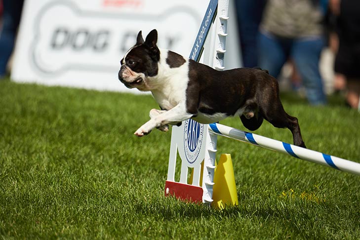 Boston Terrier leaping over an agility jump.