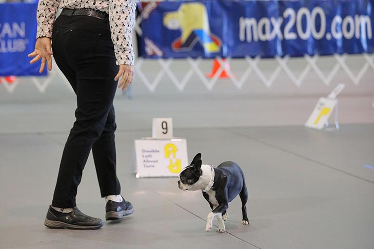 Boston Terrier participating in Rally.