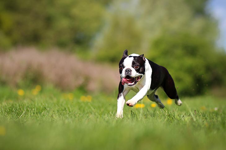 Boston Terrier running outdoors.