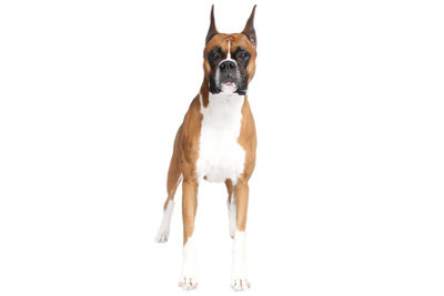 Boxer standing facing forward.