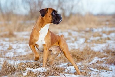 Boxer standing outdoors in the winter.