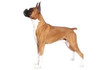 Boxer Mix Dog Breed Complete Guide - A-Z Animals