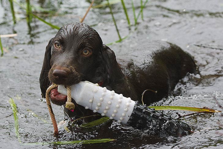 Boykin Spaniel coming out of the water with a dummy.