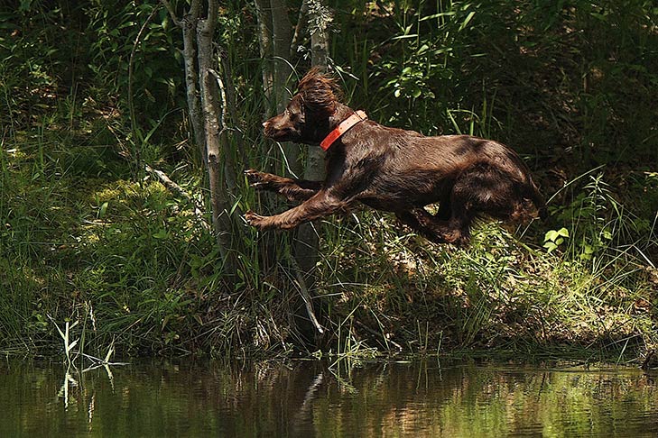 Boykin Spaniel leaping into a lake.