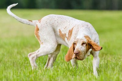 Bracco Italiano in three-quarter view playing in the grass.