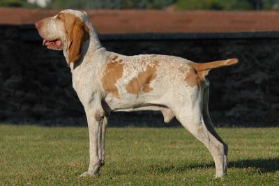 Bracco Italiano standing sideways facing left outdoors.