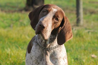 Bracco Italiano head and shoulders facing forward, head tilted.