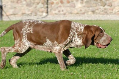 Bracco Italiano walking through the grass outdoors in the sunshine.