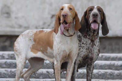 Two Bracci Italiani standing side by side in three-quarter view on stone steps.